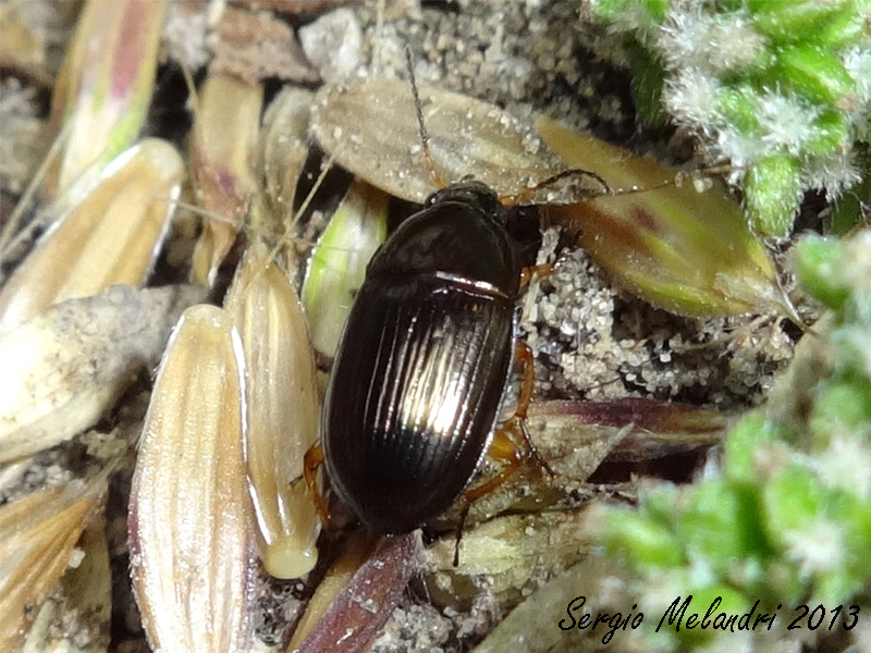 Amara lucida (cf.)